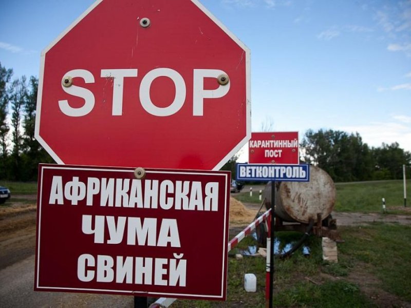 АЧС тромозит рынок