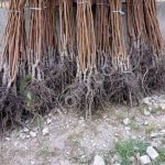 Саженцы хурмы