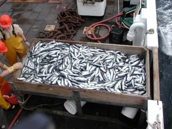 Охотоморье радует уловами сельди