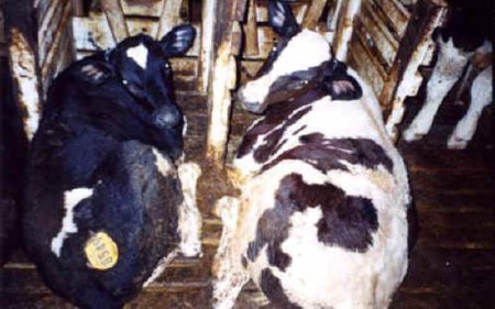 Восстановление после засухи