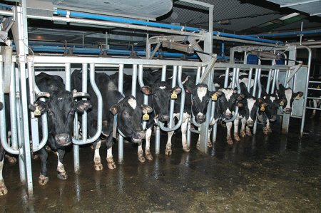 В Башкирии директора агрофирмы будут судить за молоко