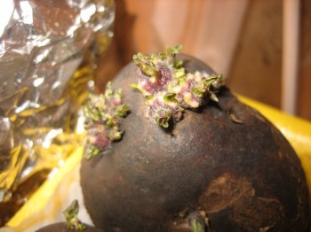 Уборка картофеля