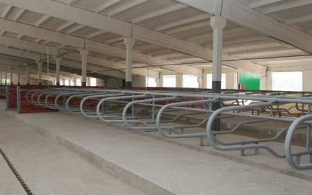 В Заполярье модернизируют молочно-товарные фермы