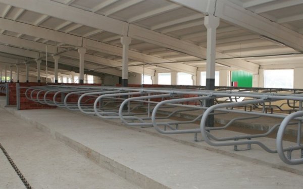 В Заполярье модернизируют молочно-товарные фермы