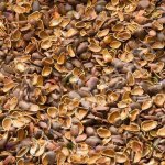 Скорлупа кедрового ореха