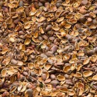 Скорлупа кедрового ореха