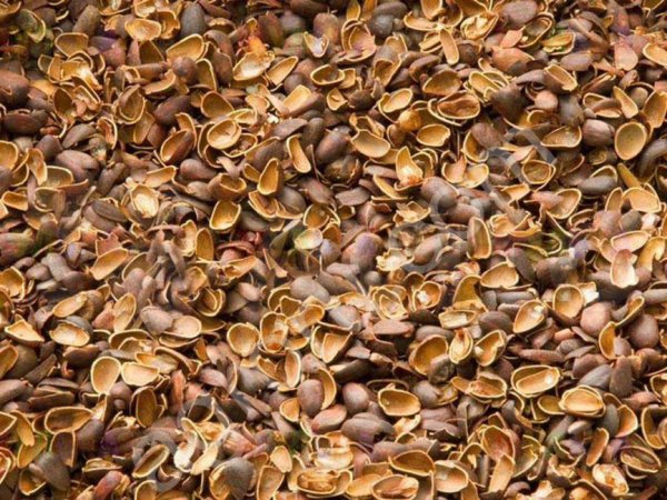 Скорлупа кедрового ореха