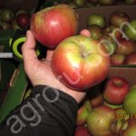 Яблоки оптом от производителя