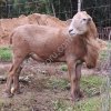 Баранчики чистокровные катумские