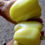 Перец болгарский