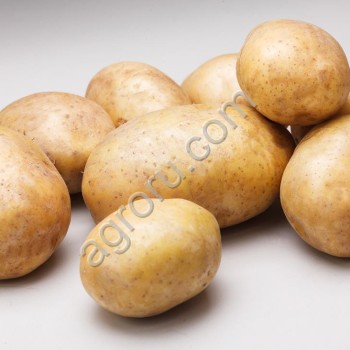 Картофель продовольственный, сорт Ривьера