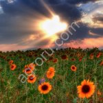 Ес балистик сл Семена гибрида подсолнечника Еврола