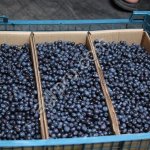 Черника замороженная