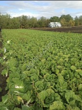 Пекинская капуста