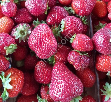 Клубника свежая