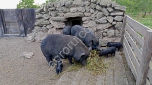 Вьетнамские вислобрюхие поросята