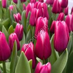 Тюльпаны в Красноярске к 8 марта и розницу.