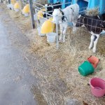 БЫЧКИ ТЕЛЯТА . МЯСНЫЕ МЯСНОЙ ПОРОДЫ С ДОСТАВКОЙ