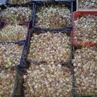 Бульбочки, воздушка чеснока Любаша