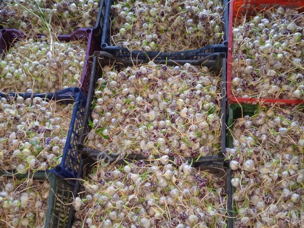 Бульбочки, воздушка чеснока Любаша