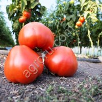 Махитос F1 Райк Цваан Биф