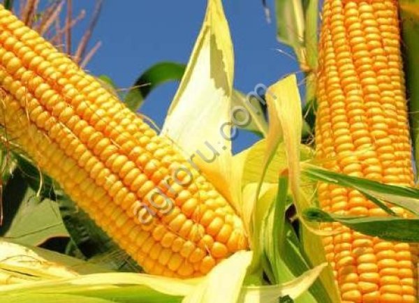 семена кукурузы ПРОХЛАДНЕНСКИЙ 175 СВ