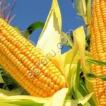 семена кукурузы ПРОХЛАДНЕНСКИЙ 175 СВ