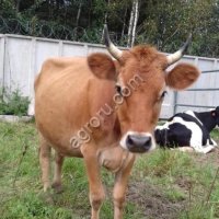 Молодая корова Джерсейская