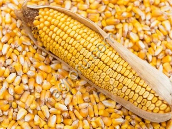 Зерно кукурузы