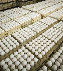 Яйцо куриное от производителя