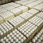 Яйцо куриное от производителя