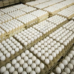 Яйцо куриное от производителя