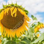 Гибриды семена подсолнечника НС Х 496 ( EXPRESS)