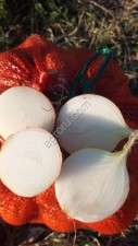 Лук репчатый
