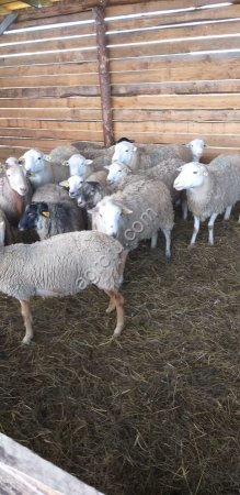 Баранчики катумские на мясо