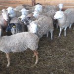 Баранчики катумские на мясо