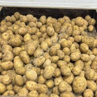 Картофель оптом.