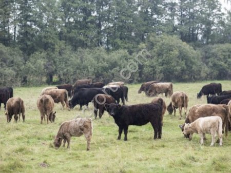Телята, бычки, телочки порода Галловей