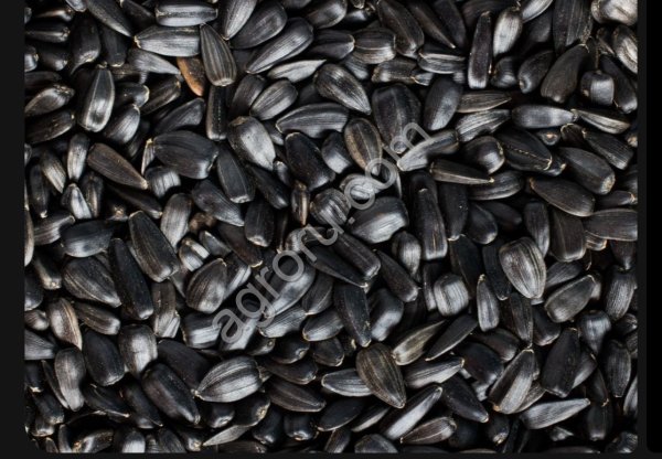 Семечку подсолнечника