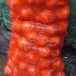 Лук репчатый