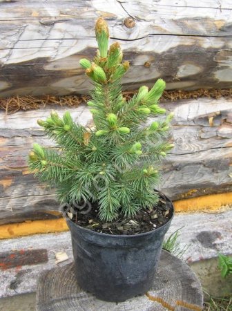 Пакетированные саженцы ели и сосны