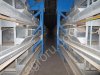 Клетки для содержания кур несушек на 30.000 тыс штук.