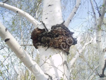 Березовый гриб чага