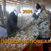 Стардаст лук на зелень