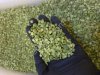 Горох зелёный шлифованный колотый и целый, нешлифованный