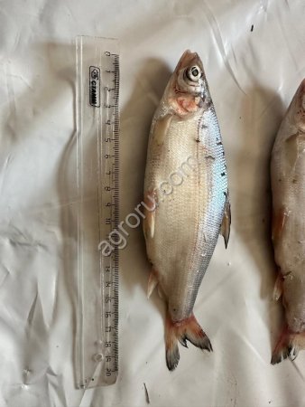 Пелядь (сырок) свежемороженая