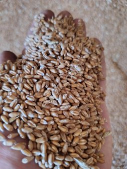 Пшеница фасовка