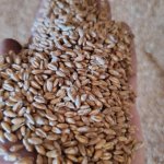 Пшеница фасовка