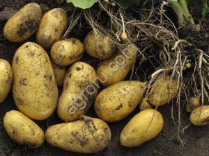 посадочный картофель Коломба