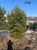 Хвойные крупномеры (Сосна)